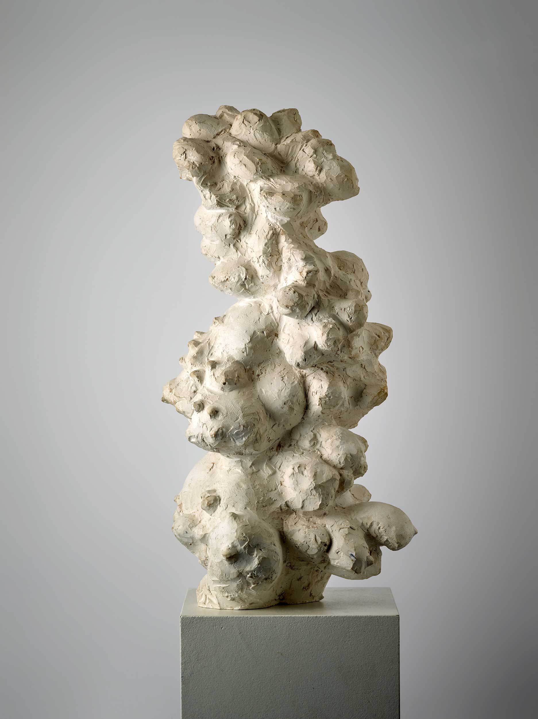 Aesculus